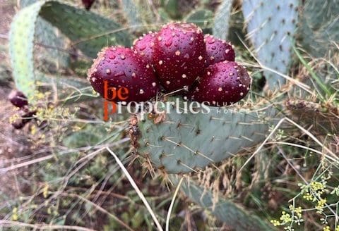 Finca con viñedos y olivares en el Molar, Priorat