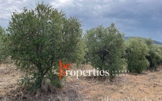 Finca con viñedos y olivares en el Molar, Priorat