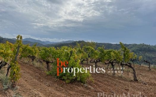 Finca con viñedos y olivares en el Molar, Priorat
