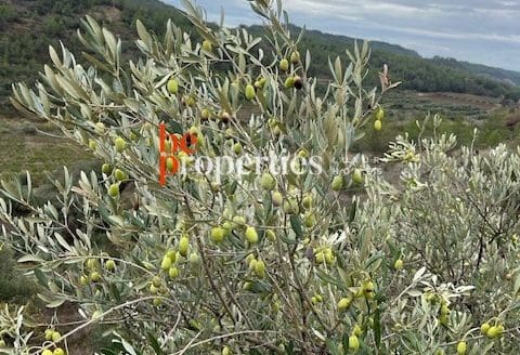 Finca con viñedos y olivares en el Molar, Priorat